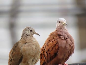 Close-up of bird