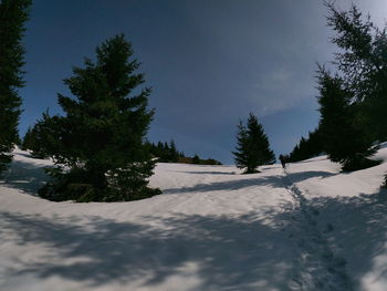 Pine trees on snowcapped mountains against sky
