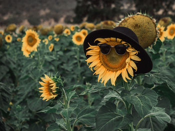 Close-up of sunflower on plant