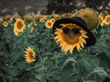 Close-up of sunflower on plant