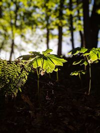 Close-up of green leaves on plant