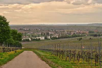 Scenic view of vineyard against sky