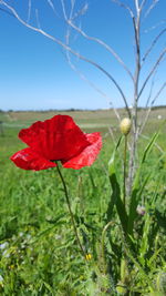 Close-up of plant growing on field