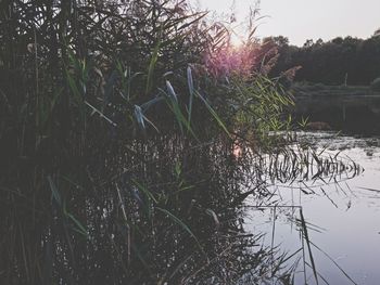 Reflection of trees in lake