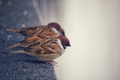 Close-up of bird perching