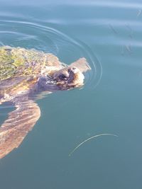 High angle view of turtle swimming in sea