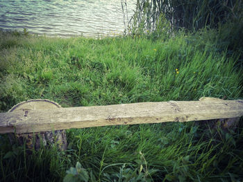 Plant growing in pond