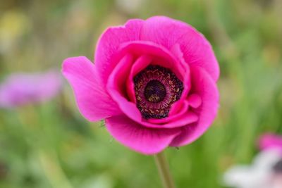 Close-up of pink flower