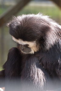 Close-up of a monkey