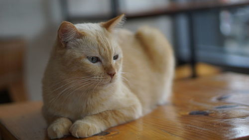 Close-up of a cat looking away