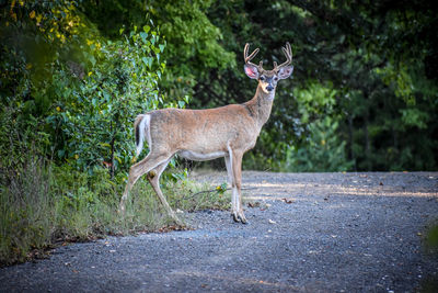 Deer standing in a forest