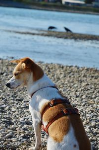 Close-up of dog at beach