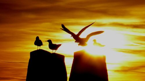 Silhouette bird perching on a orange sunset