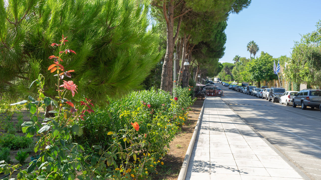 VIEW OF FLOWERING PLANTS BY STREET