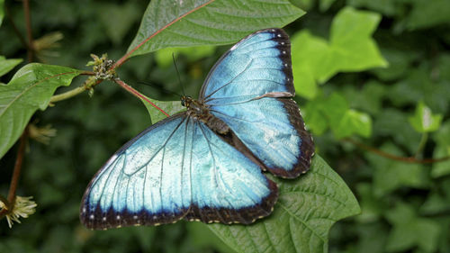 Close-up of butterfly on leaves