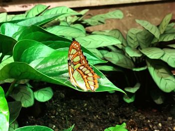 Butterfly on leaf