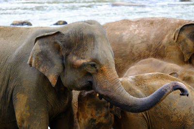 Elephants taken to the river for a swim in pinnawala elephant orphanage sri lanka