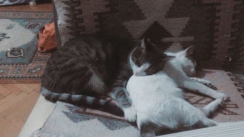 Cats sitting in a cat