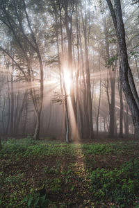 Sunlight streaming through trees in forest