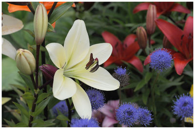Close-up of bee on flowers