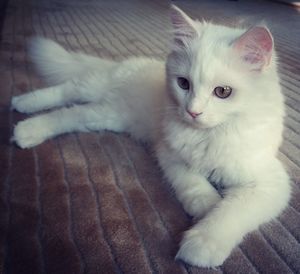 Portrait of white cat lying on sofa