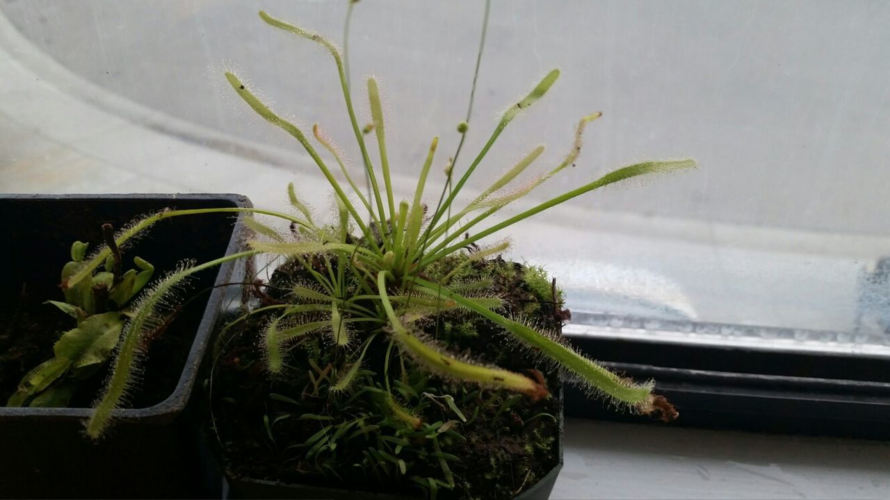 Sundews