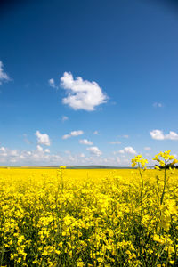 Scenic view of oilseed rape field against sky