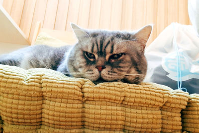 Close-up portrait of a cat resting