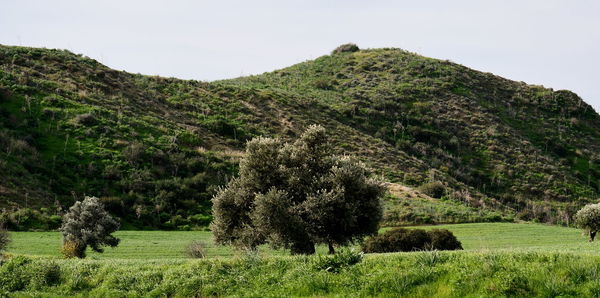 Scenic view of trees on field against sky