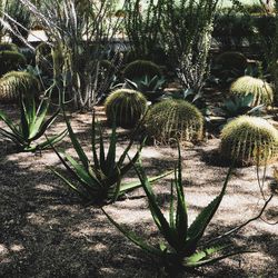 Cactus growing against trees