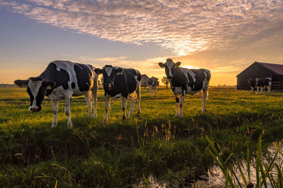 Cows on field against sky during sunset