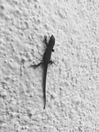 High angle view of insect on wall