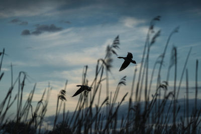 Silhouette on birds at sunset