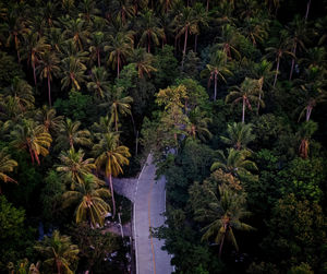 High angle view of road through palm trees in jungle