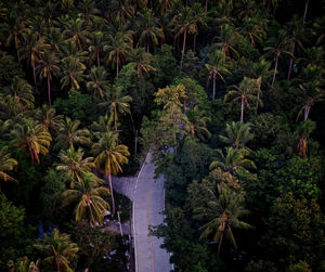 High angle view of trees in forest