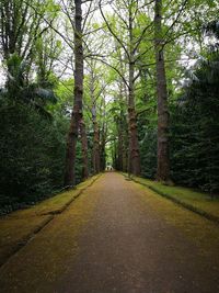 Empty road amidst trees in forest