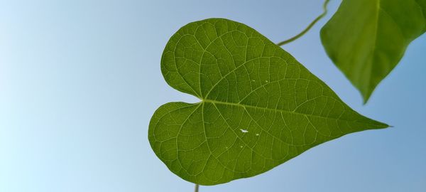 Close-up of green leaves against clear sky