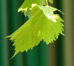 Close-up of leaves