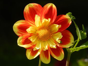 Close-up of orange flower