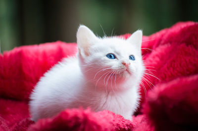 Close-up portrait of cat