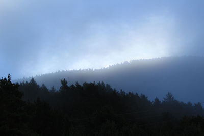 Low angle view of silhouette trees against sky