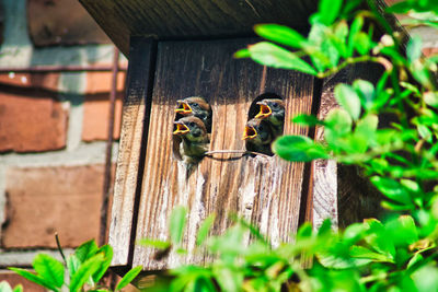 Birds with open mouth in house