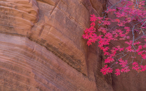 Beautiful autumn trees and rock structures in zion national park in usa