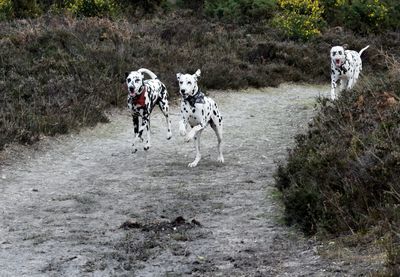 Dogs running on dirt road