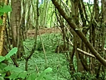 Close-up of tree in forest