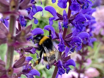 Close-up of bee on purple flowers