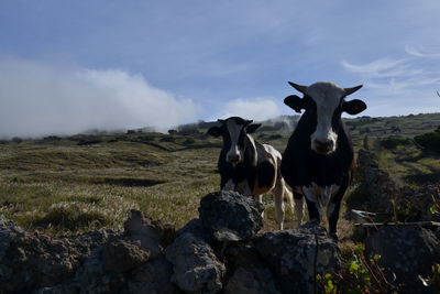 Portrait of cows on field against sky