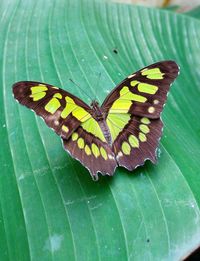 Close-up of butterfly perching on leaf