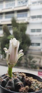 Close-up of white flowering plant in city