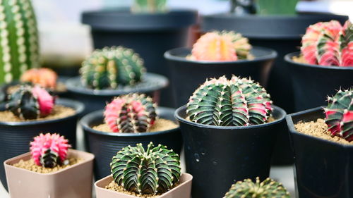 Close-up of potted plants on table